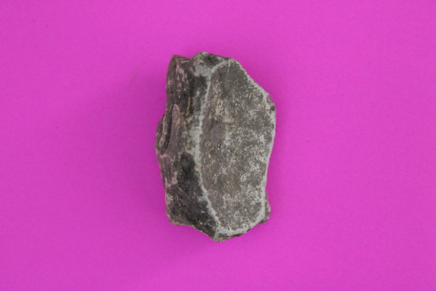 Puerto Rico Taino Pre Columbian Pottery Artifact FREE Display Case 1000AD COA 74