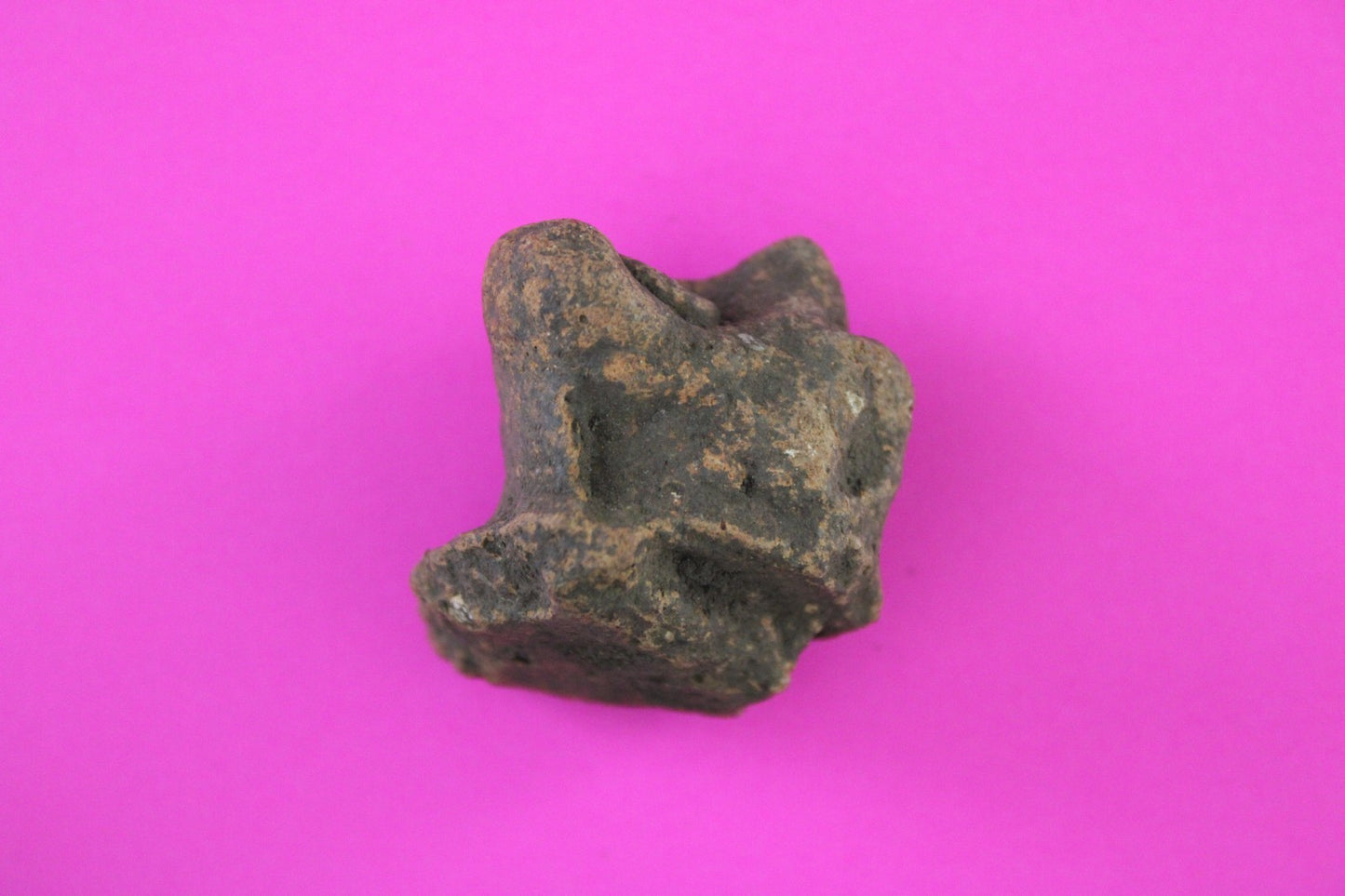 Puerto Rico Taino Pre Columbian Pottery Artifact FREE Display Case 1000AD COA 87