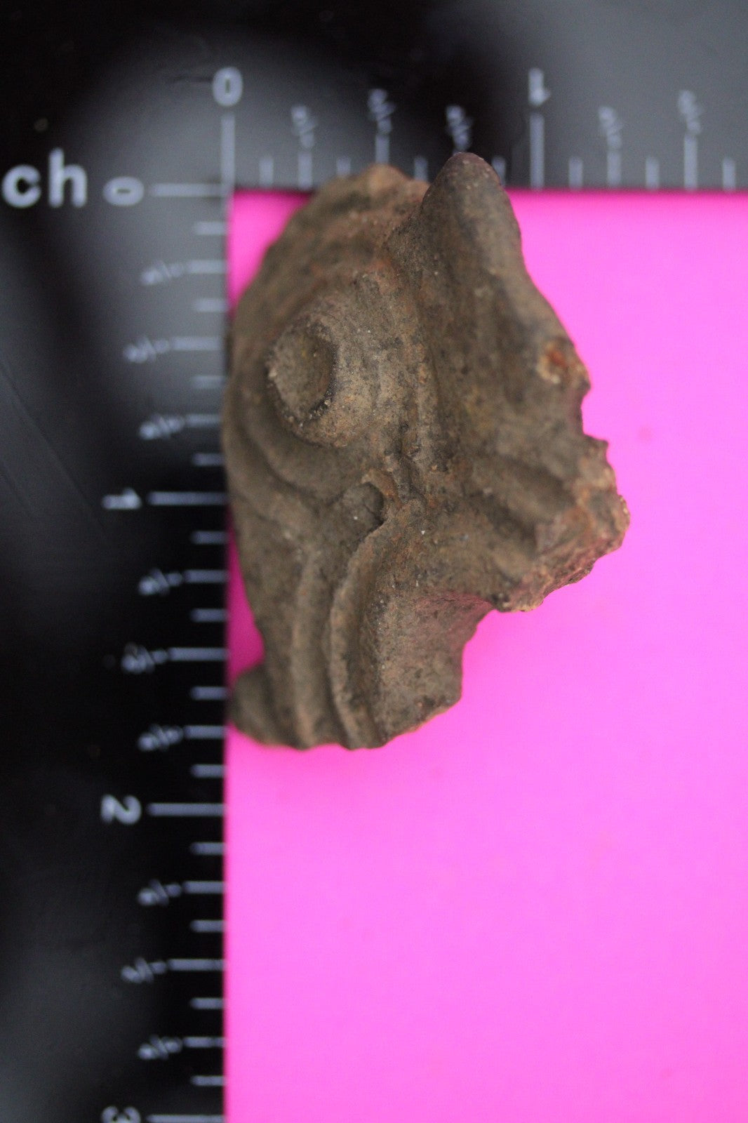 Puerto Rico Taino Pre Columbian Pottery Artifact FREE Display Case 1000AD COA 15