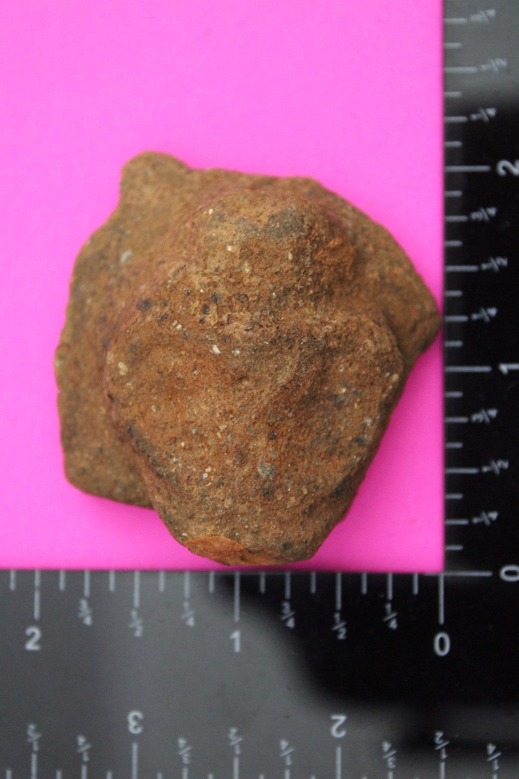 Puerto Rico Taino Pre Columbian Pottery Artifact FREE Display Case 1000AD COA 62