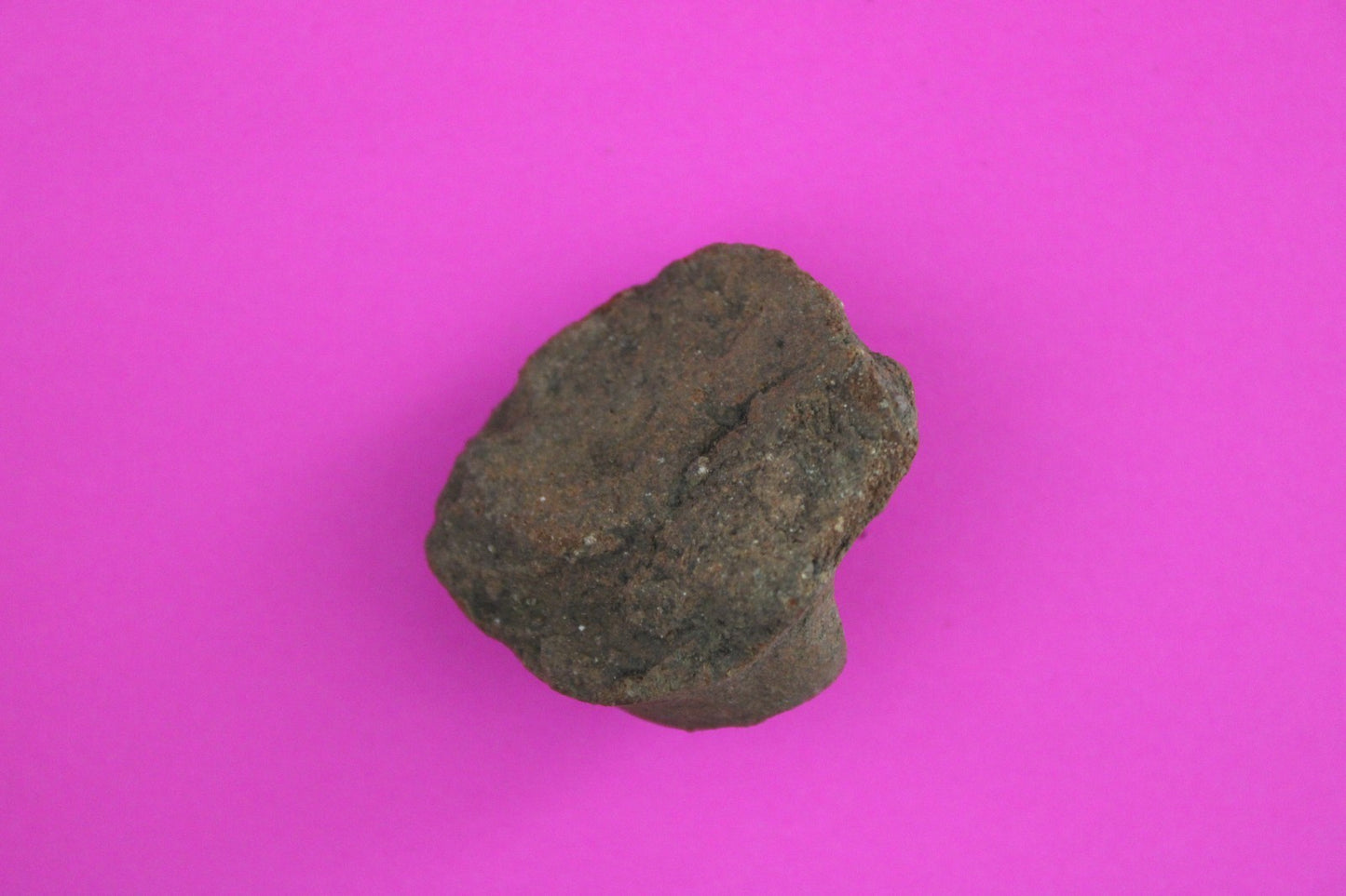 Puerto Rico Taino Pre Columbian Pottery Artifact FREE Display Case 1000AD COA 73