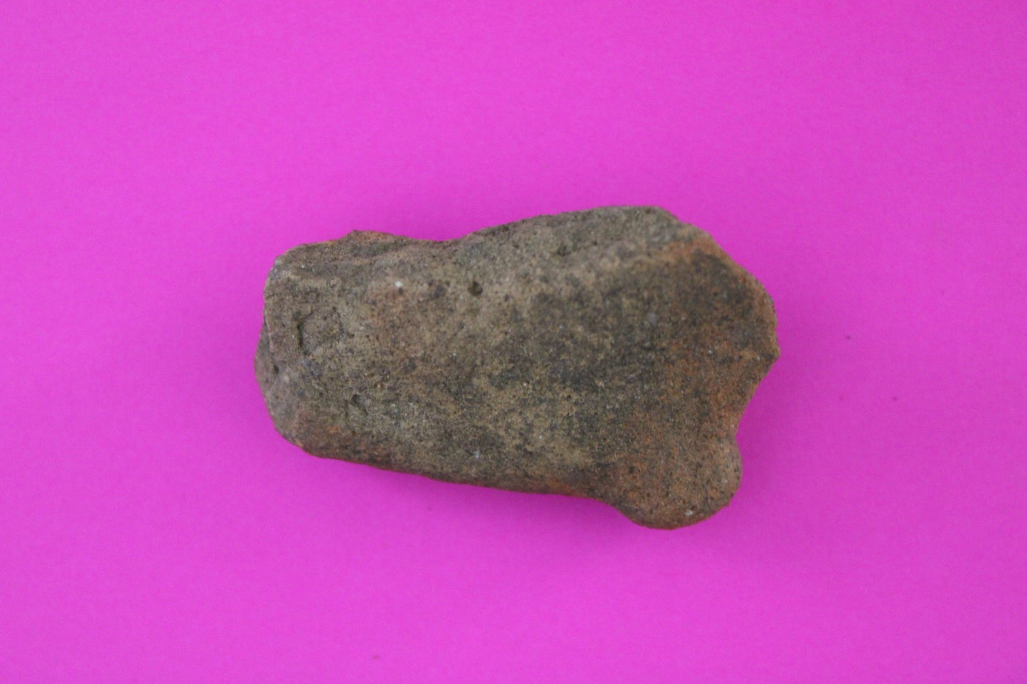 Puerto Rico Taino Pre Columbian Pottery Artifact FREE Display Case 1000AD COA 77