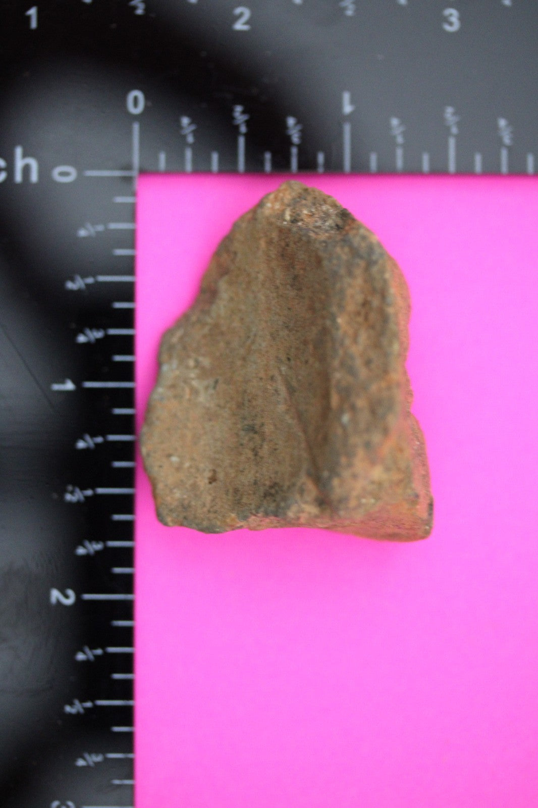 Puerto Rico Taino Pre Columbian Pottery Artifact FREE Display Case 1000AD COA 05