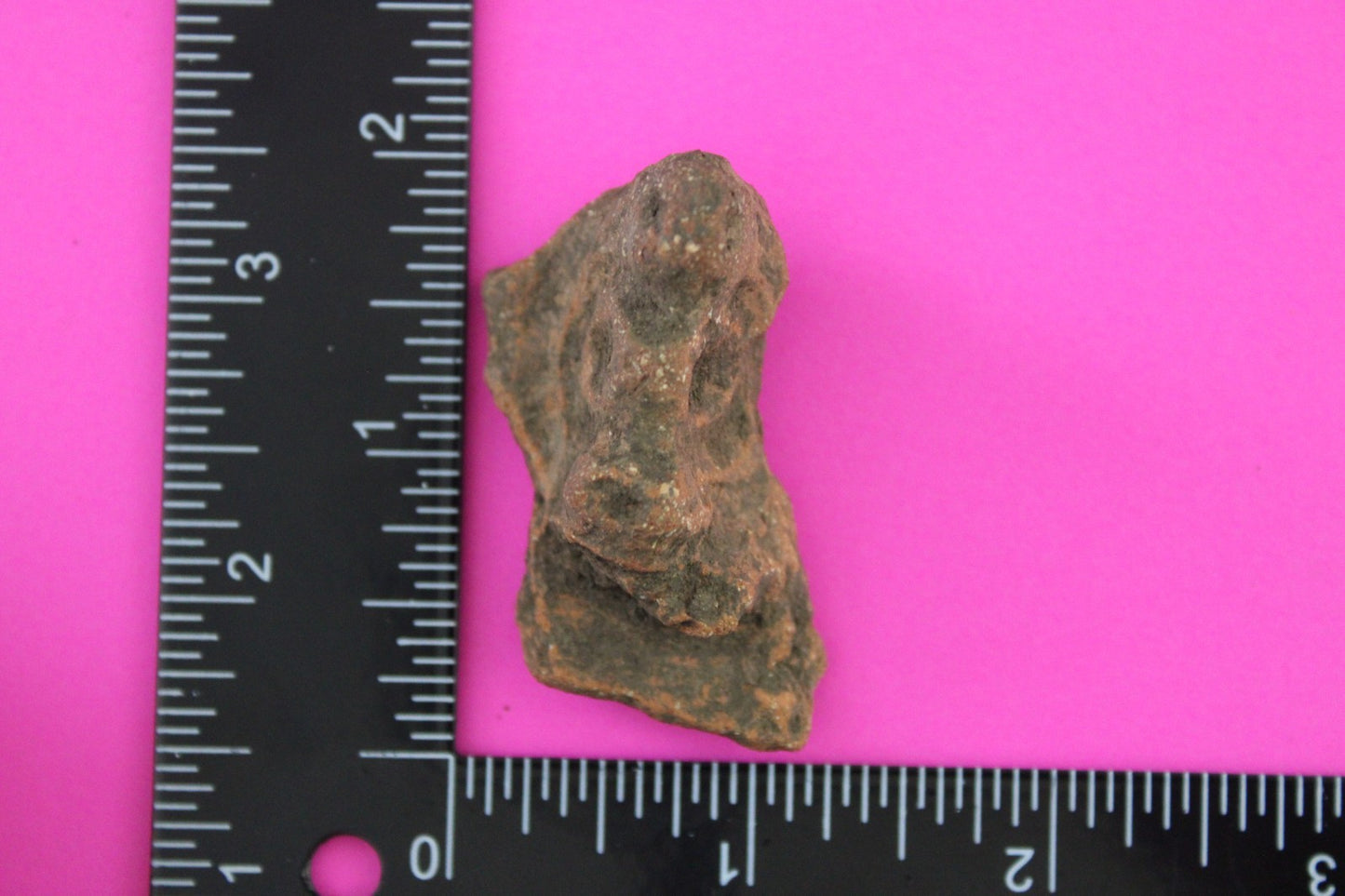 Puerto Rico Taino Pre Columbian Pottery Artifact FREE Display Case 1000AD COA 50