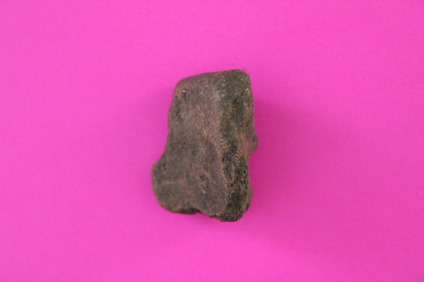 Puerto Rico Taino Pre Columbian Pottery Artifact FREE Display Case 1000AD COA 72