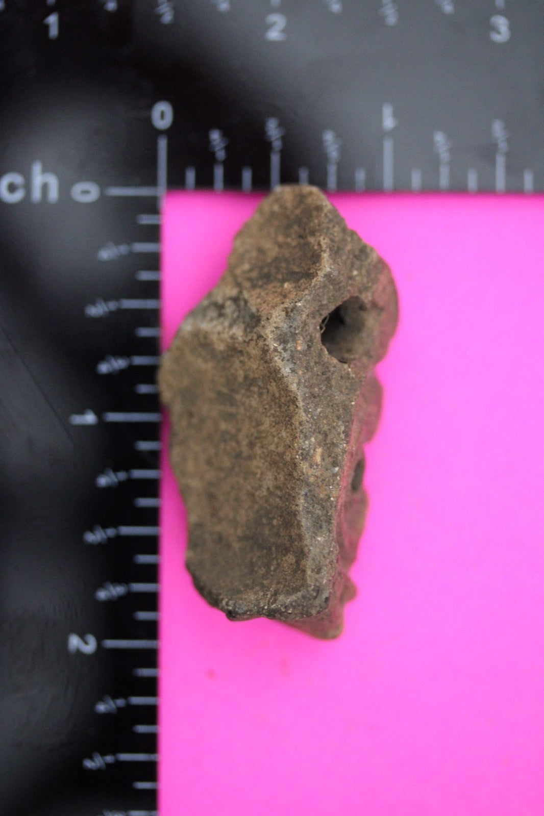 Puerto Rico Taino Pre Columbian Pottery Artifact FREE Display Case 1000AD COA 24