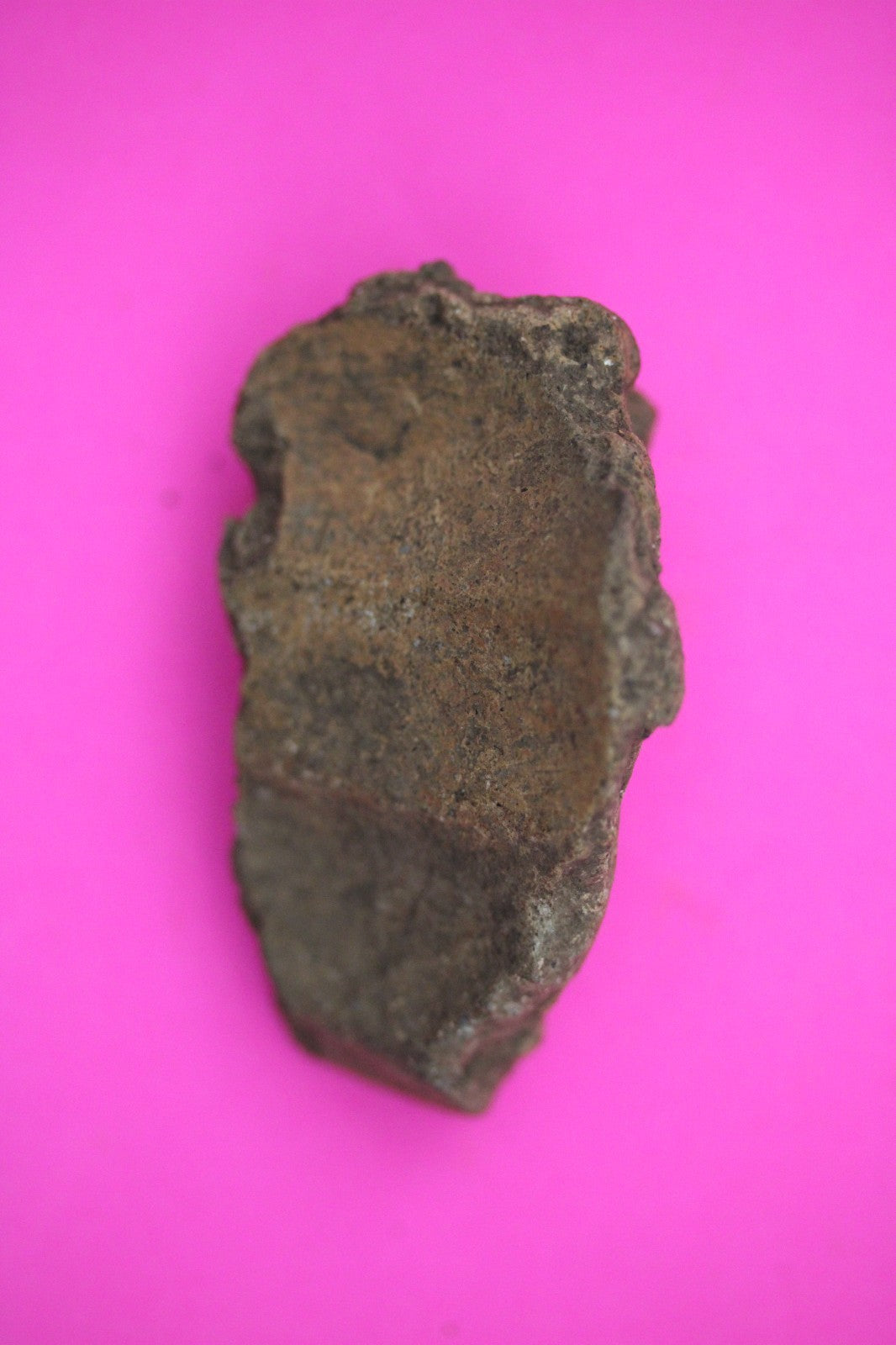 Puerto Rico Taino Pre Columbian Pottery Artifact FREE Display Case 1000AD COA 17