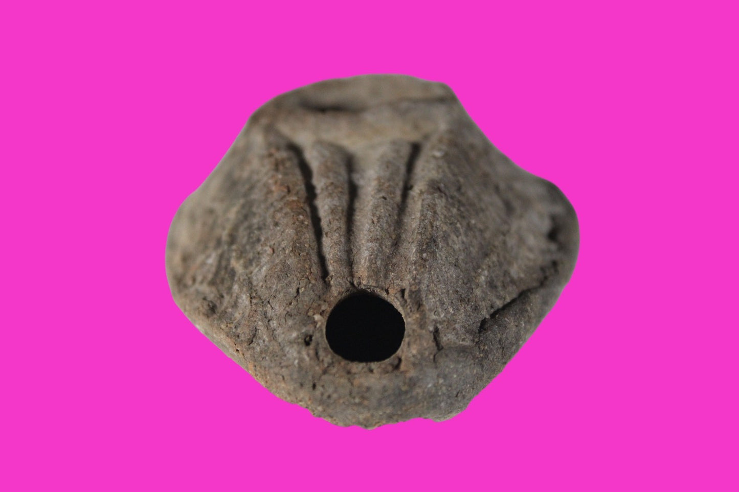 Oil Lamp Holy Land Ancient Artifact Jesus Christ Home Israel 300-600 AD COA 90