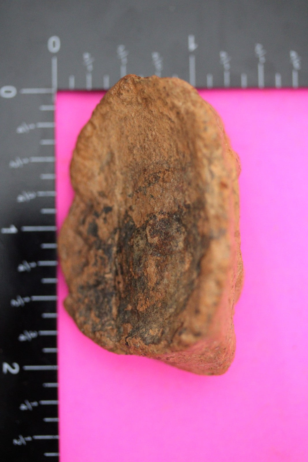 Puerto Rico Taino Pre Columbian Pottery Artifact FREE Display Case 1000AD COA 35