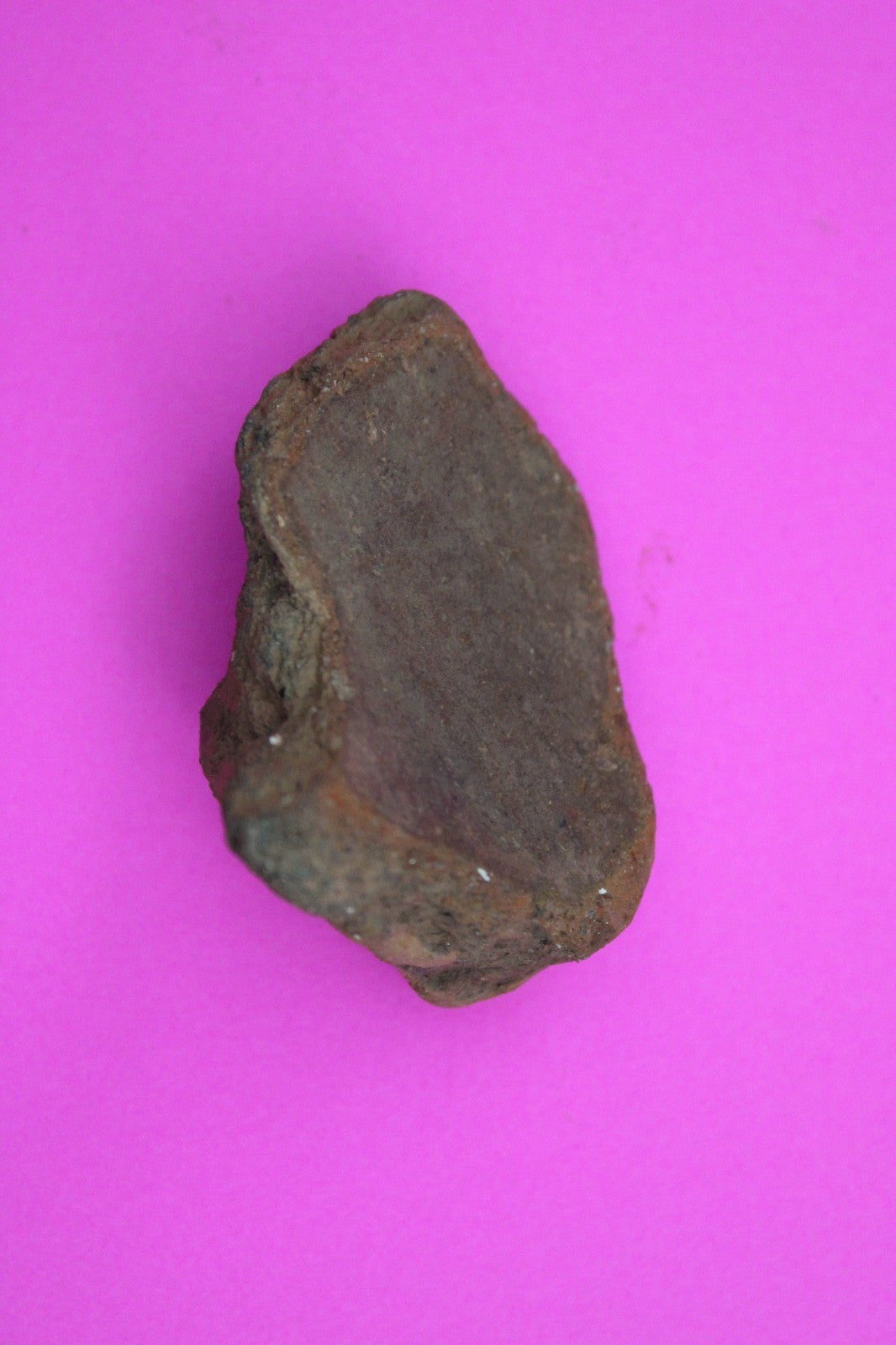 Puerto Rico Taino Pre Columbian Pottery Artifact FREE Display Case 1000AD COA 38