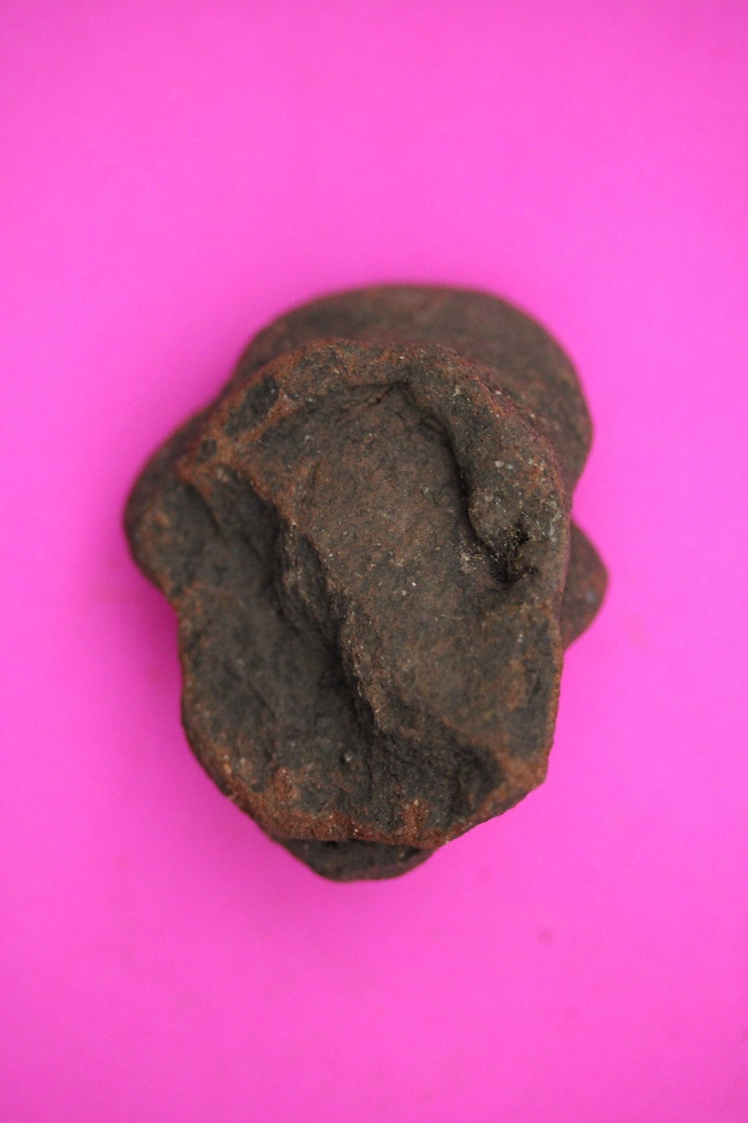 Puerto Rico Taino Pre Columbian Pottery Artifact FREE Display Case 1000AD COA 26