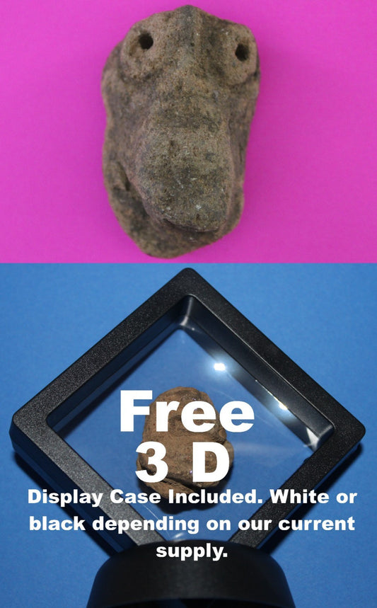 Puerto Rico Taino Pre Columbian Pottery Artifact FREE Display Case 1000AD COA 83