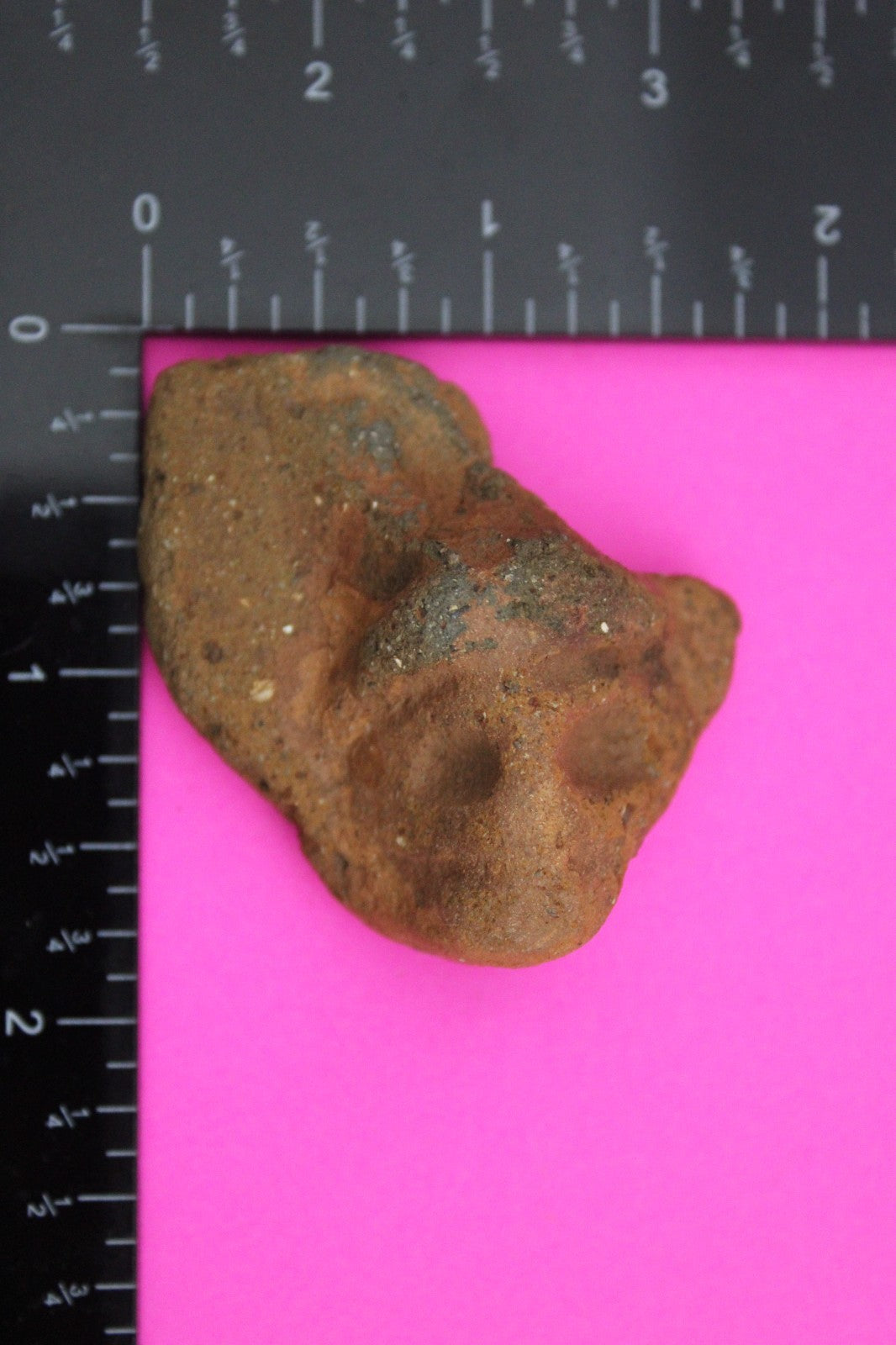 Puerto Rico Taino Pre Columbian Pottery Artifact FREE Display Case 1000AD COA 38