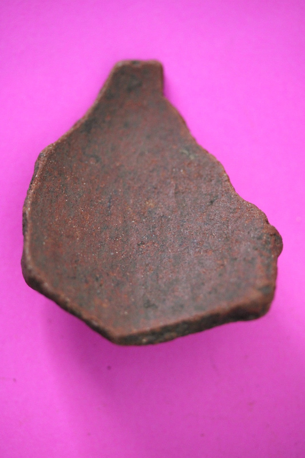 Puerto Rico Taino Pre Columbian Pottery Artifact FREE Display Case 1000AD COA 45