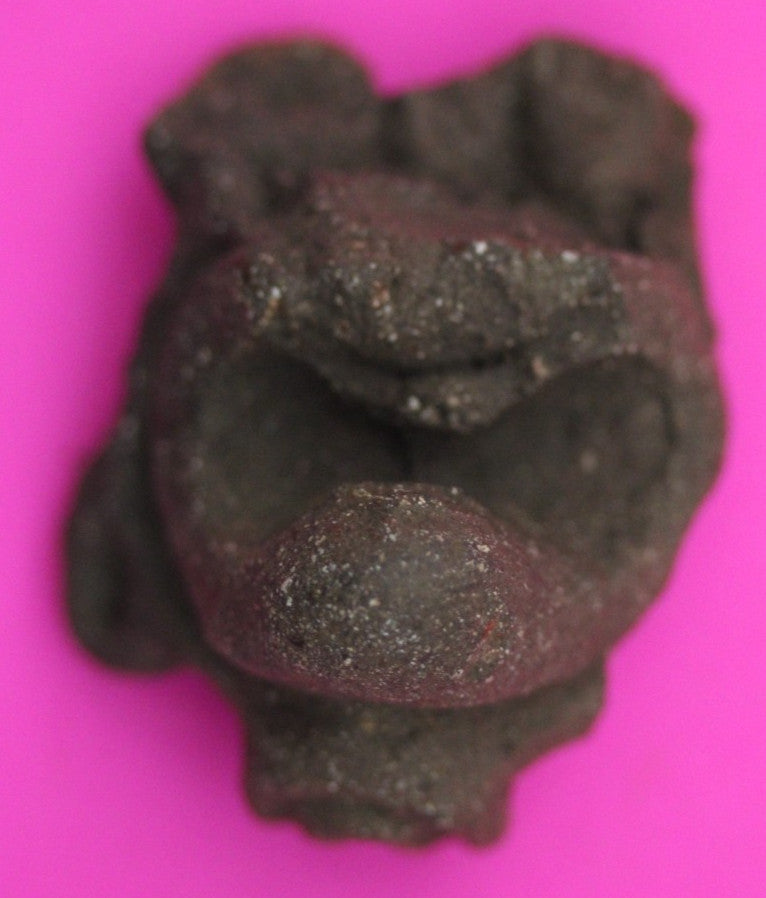 Puerto Rico Taino Pre Columbian Pottery Artifact FREE Display Case 1000AD COA 14