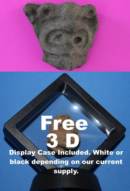 Puerto Rico Taino Pre Columbian Pottery Artifact FREE Display Case 1000AD COA 91