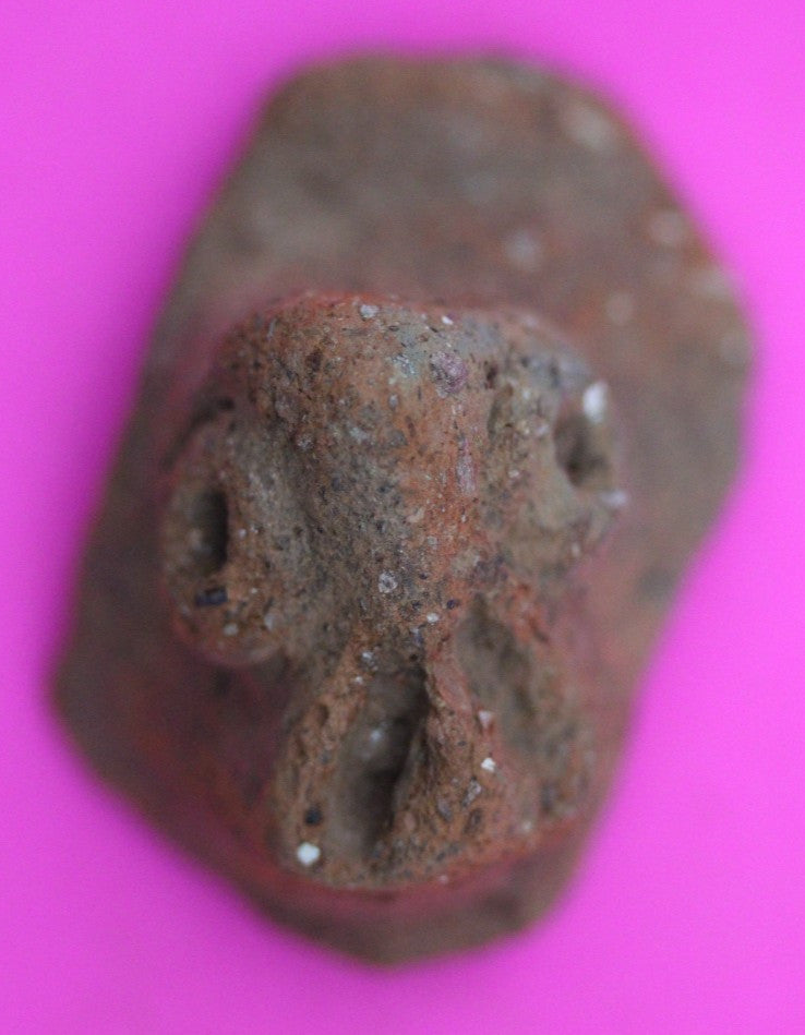 Puerto Rico Taino Pre Columbian Pottery Artifact FREE Display Case 1000AD COA 20