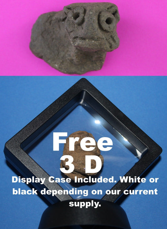 Puerto Rico Taino Pre Columbian Pottery Artifact FREE Display Case 1000AD COA 76