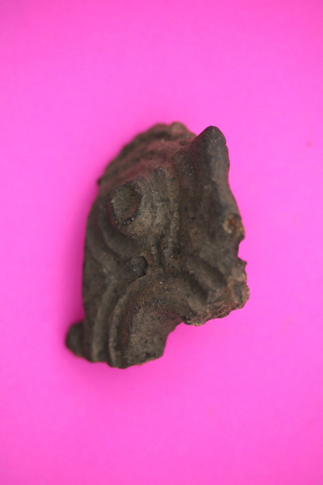 Puerto Rico Taino Pre Columbian Pottery Artifact FREE Display Case 1000AD COA 15