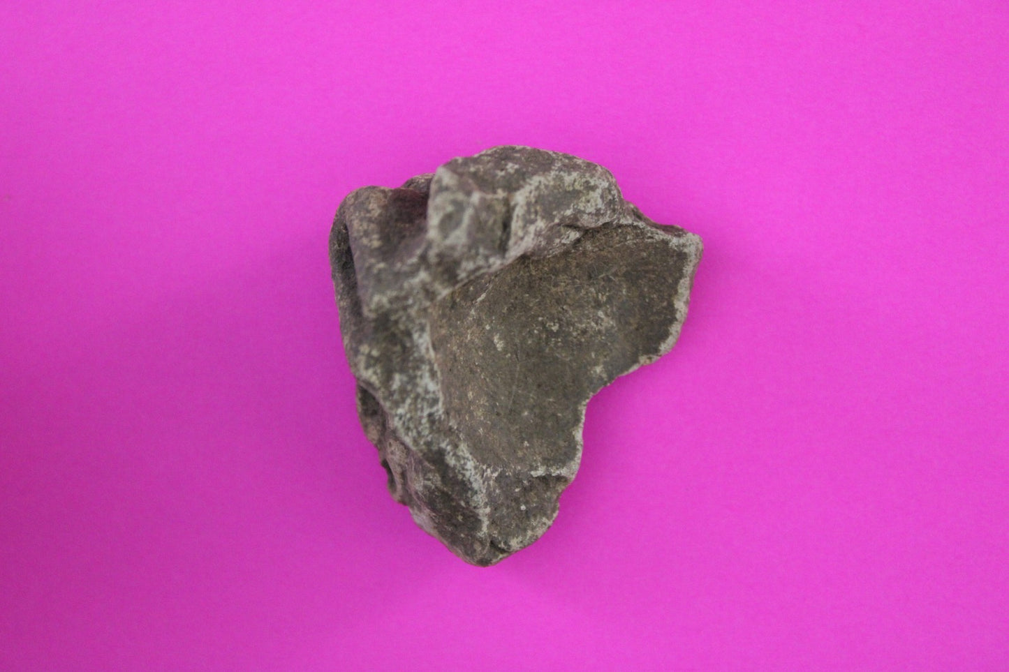 Puerto Rico Taino Pre Columbian Pottery Artifact FREE Display Case 1000AD COA 99