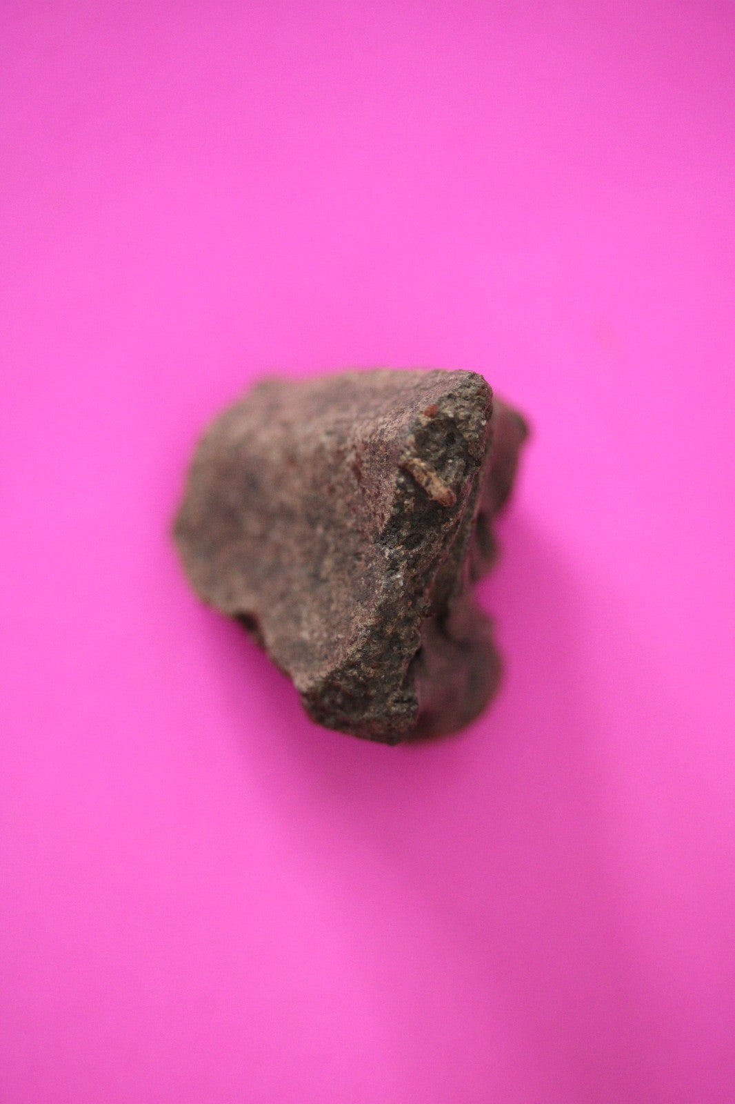 Puerto Rico Taino Precolumbian Pottery Artifact FREE Display Case 1000AD COA 51