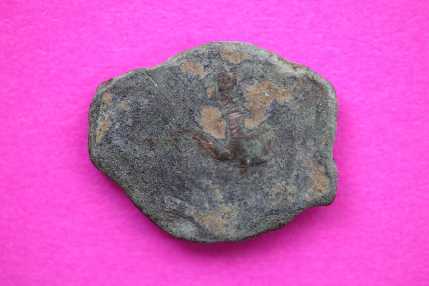 Widows Mite Coin Holy Land Artifact Free Display Frame Jesus Christ Lifetime 79