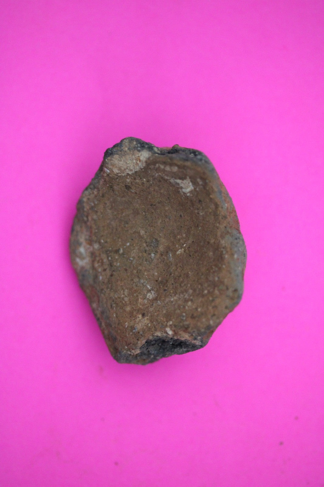 Puerto Rico Taino Pre Columbian Pottery Artifact FREE Display Case 1000AD COA 19