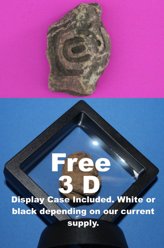 Puerto Rico Taino Pre Columbian Pottery Artifact FREE Display Case 1000AD COA 74