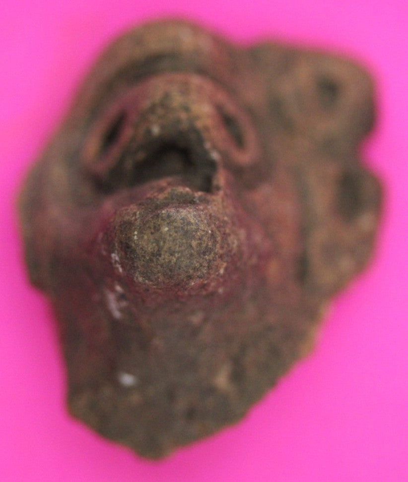 Puerto Rico Taino Pre Columbian Pottery Artifact FREE Display Case 1000AD COA 30