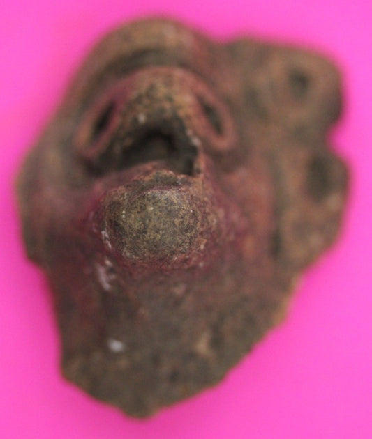 Puerto Rico Taino Pre Columbian Pottery Artifact FREE Display Case 1000AD COA 30