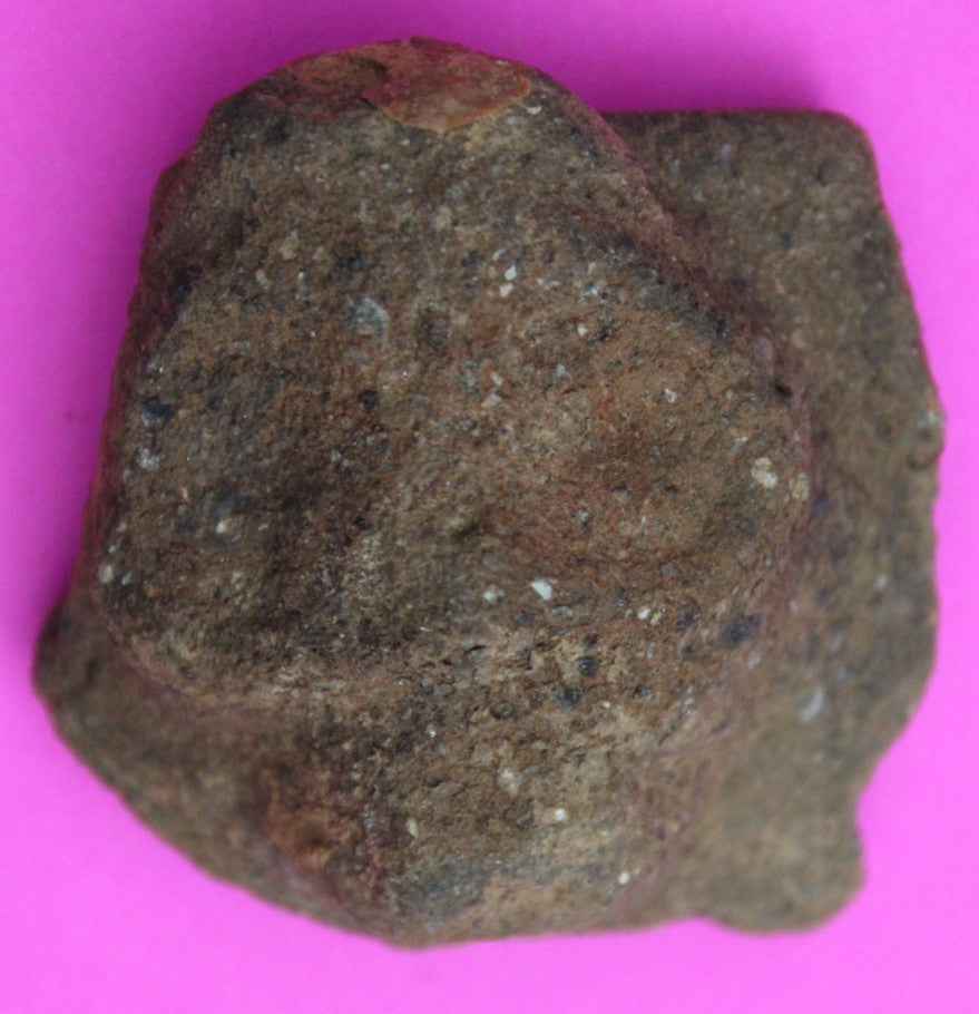 Puerto Rico Taino Pre Columbian Pottery Artifact FREE Display Case 1000AD COA 62