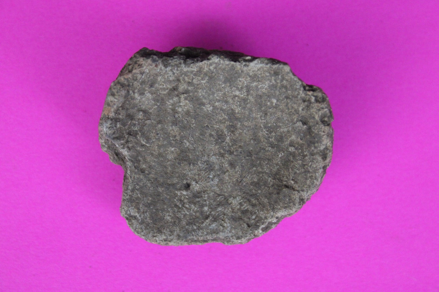 Puerto Rico Taino Pre Columbian Pottery Artifact FREE Display Case 1000AD COA 61