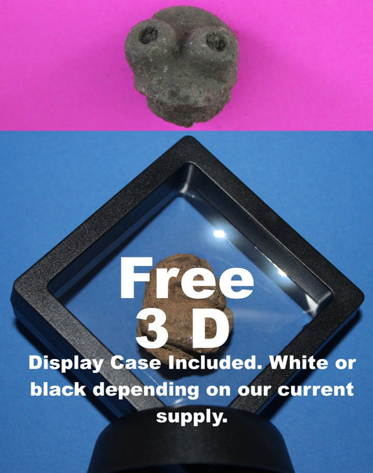 Puerto Rico Taino Pre Columbian Pottery Artifact FREE Display Case 1000AD COA 96