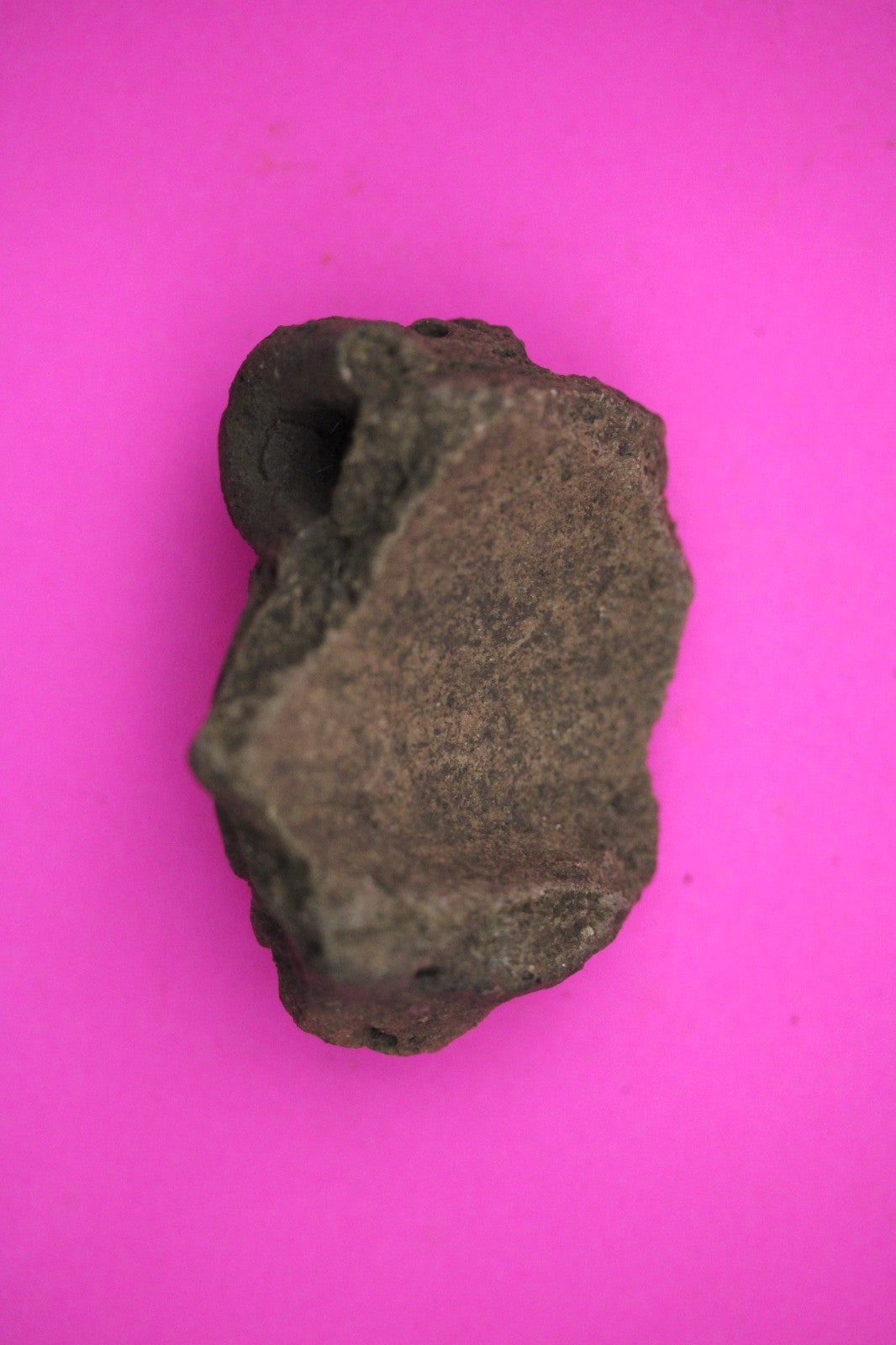 Puerto Rico Taino Pre Columbian Pottery Artifact FREE Display Case 1000AD COA 22