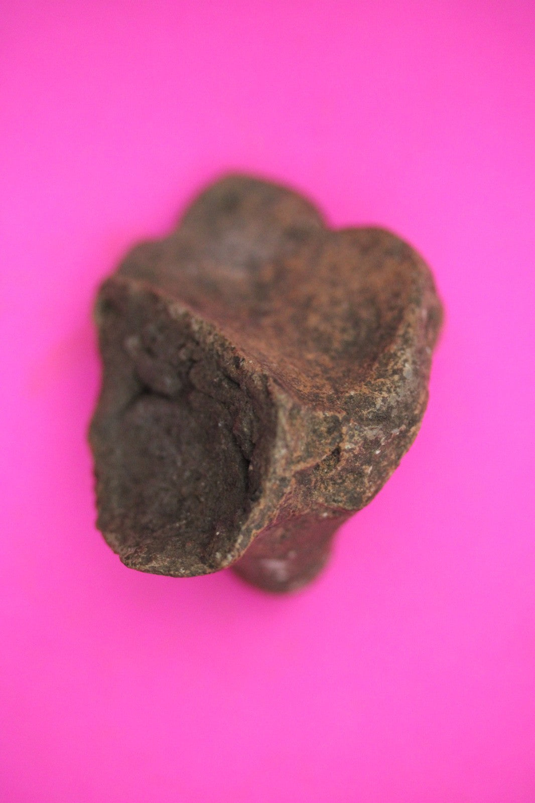 Puerto Rico Taino Pre Columbian Pottery Artifact FREE Display Case 1000AD COA 30