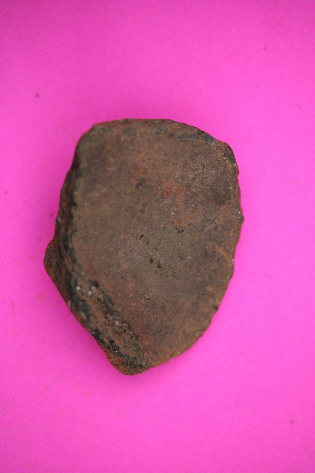 Puerto Rico Taino Pre Columbian Pottery Artifact FREE Display Case 1000AD COA 21