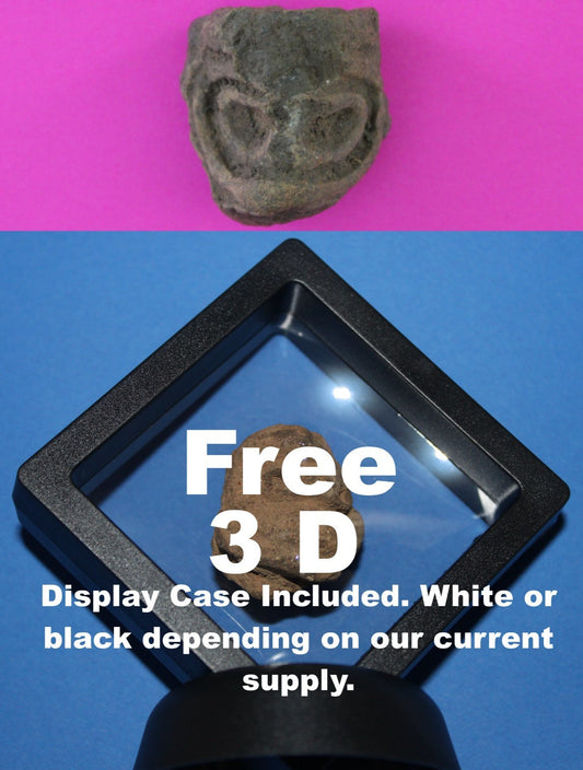 Puerto Rico Taino Pre Columbian Pottery Artifact FREE Display Case 1000AD COA 75