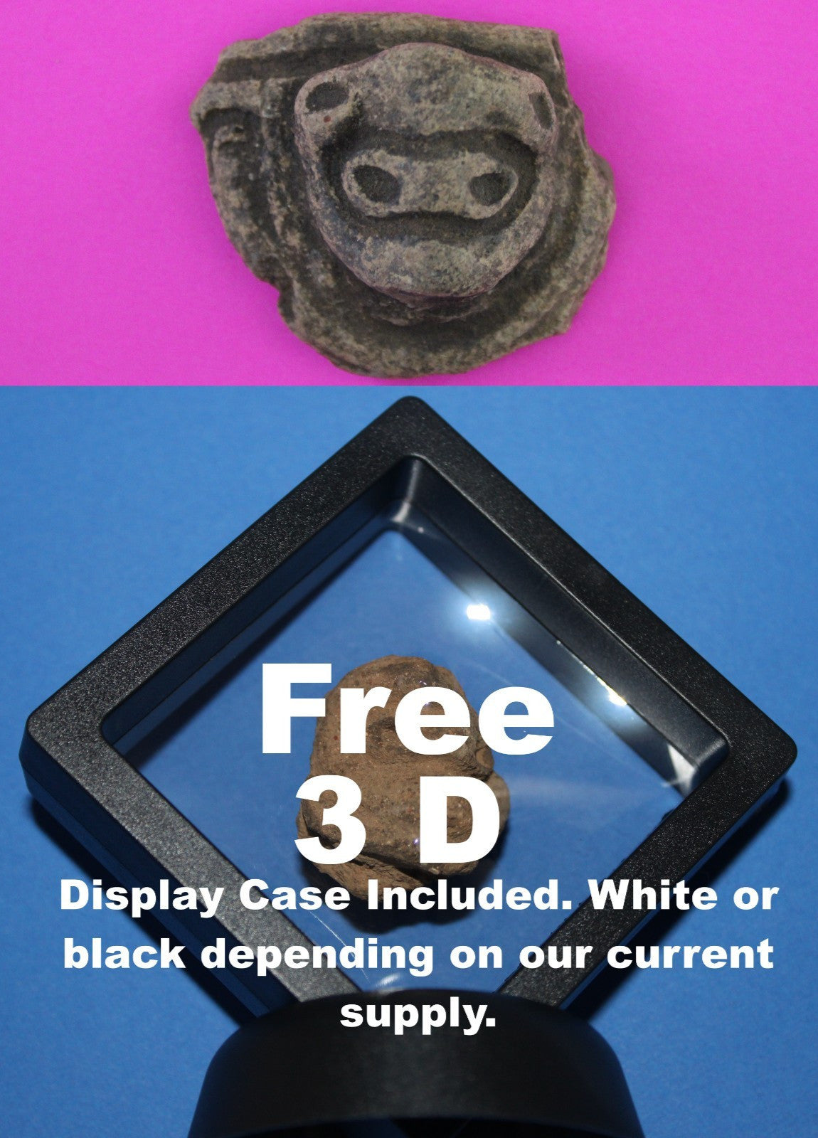 Puerto Rico Taino Pre Columbian Pottery Artifact FREE Display Case 1000AD COA 95