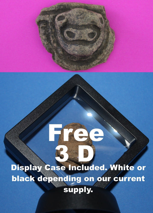 Puerto Rico Taino Pre Columbian Pottery Artifact FREE Display Case 1000AD COA 95