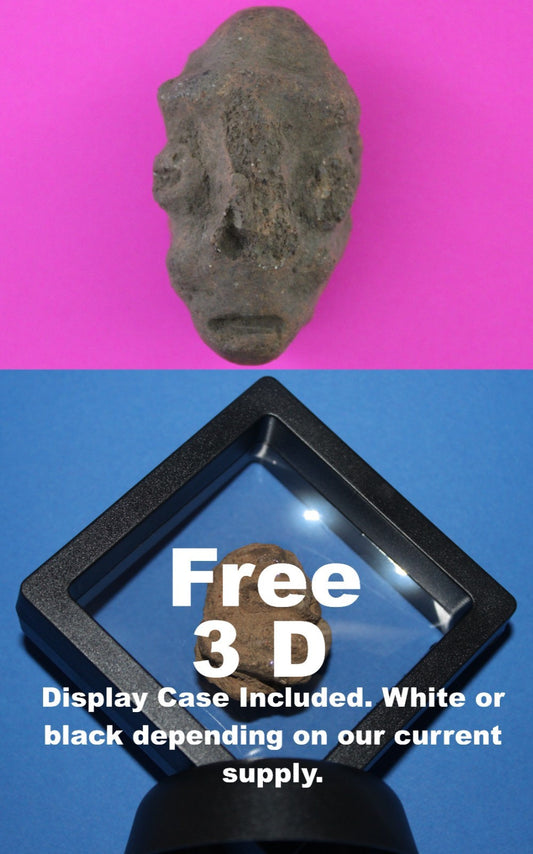 Puerto Rico Taino Pre Columbian Pottery Artifact FREE Display Case 1000AD COA 79