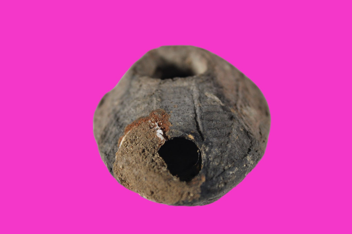 Oil Lamp Holy Land Ancient Artifact Jesus Christ Home Israel 300-600 AD COA 138