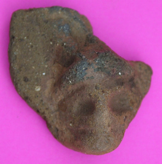 Puerto Rico Taino Pre Columbian Pottery Artifact FREE Display Case 1000AD COA 38