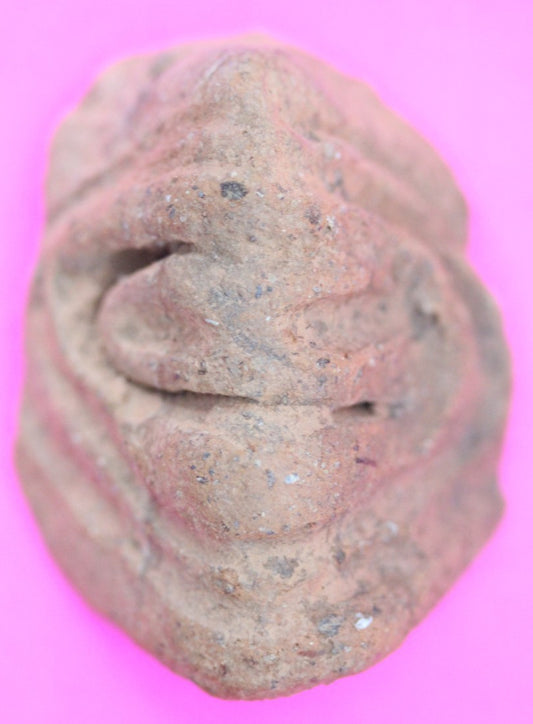 Puerto Rico Taino Pre Columbian Pottery Artifact FREE Display Case 1000AD COA 35