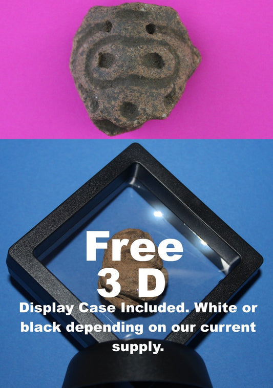 Puerto Rico Taino Pre Columbian Pottery Artifact FREE Display Case 1000AD COA 94
