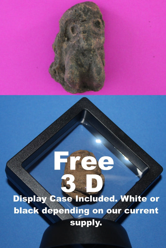 Puerto Rico Taino Pre Columbian Pottery Artifact FREE Display Case 1000AD COA 93