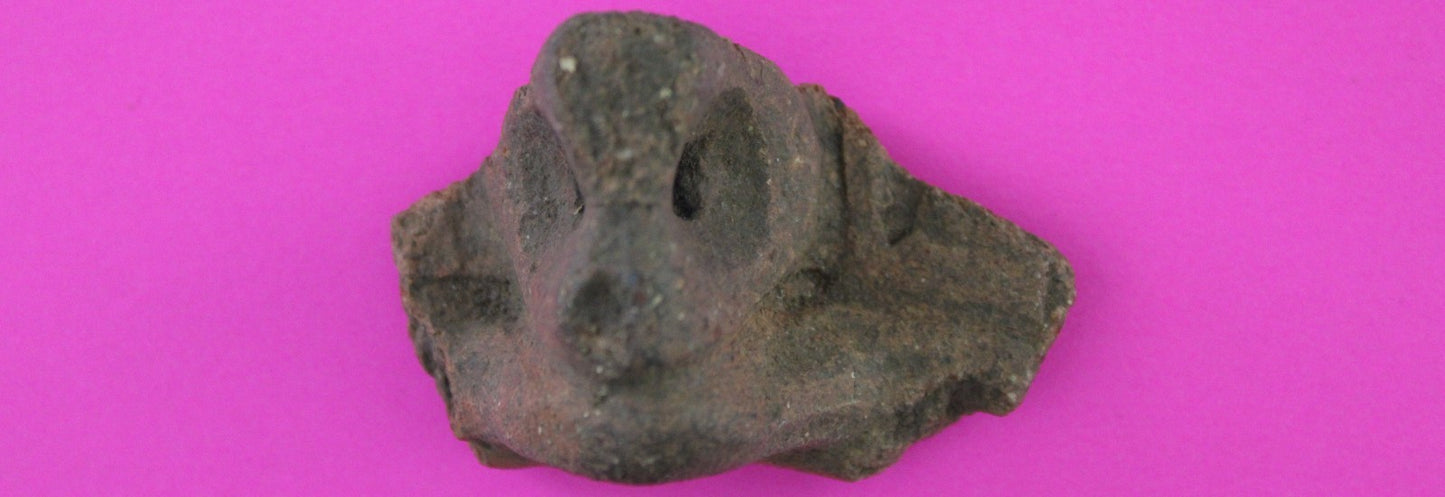 Puerto Rico Taino Pre Columbian Pottery Artifact FREE Display Case 1000AD COA 80