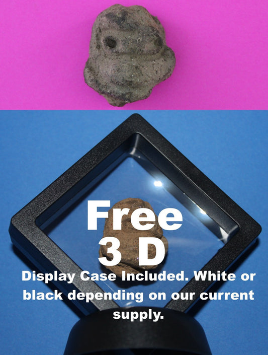 Puerto Rico Taino Pre Columbian Pottery Artifact FREE Display Case 1000AD COA 30