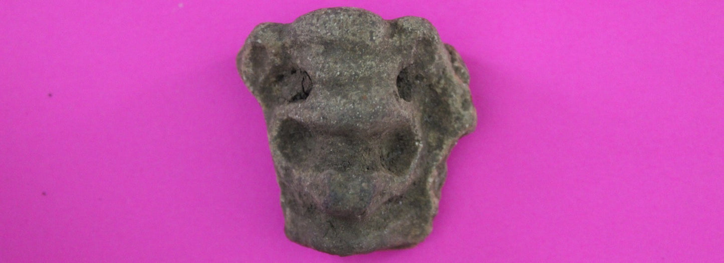 Puerto Rico Taino Pre Columbian Pottery Artifact FREE Display Case 1000AD COA 66