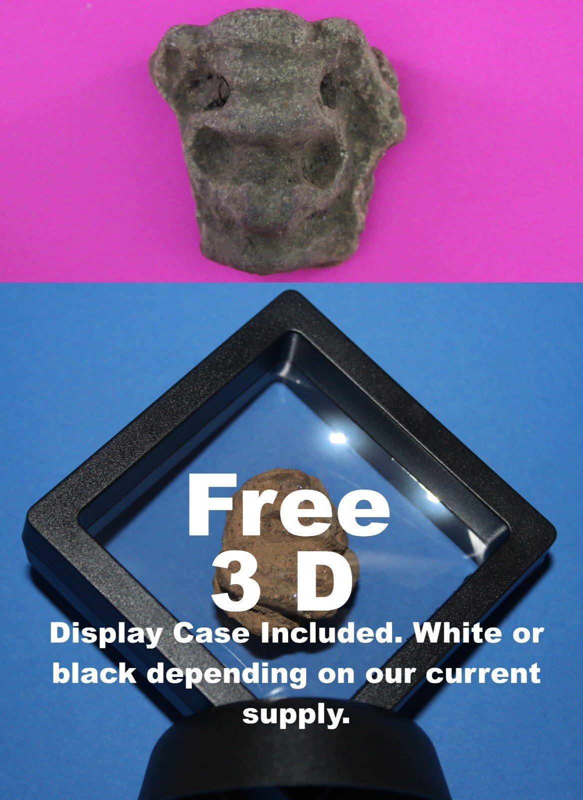 Puerto Rico Taino Pre Columbian Pottery Artifact FREE Display Case 1000AD COA 66