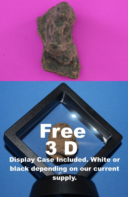 Puerto Rico Taino Pre Columbian Pottery Artifact FREE Display Case 1000AD COA 50